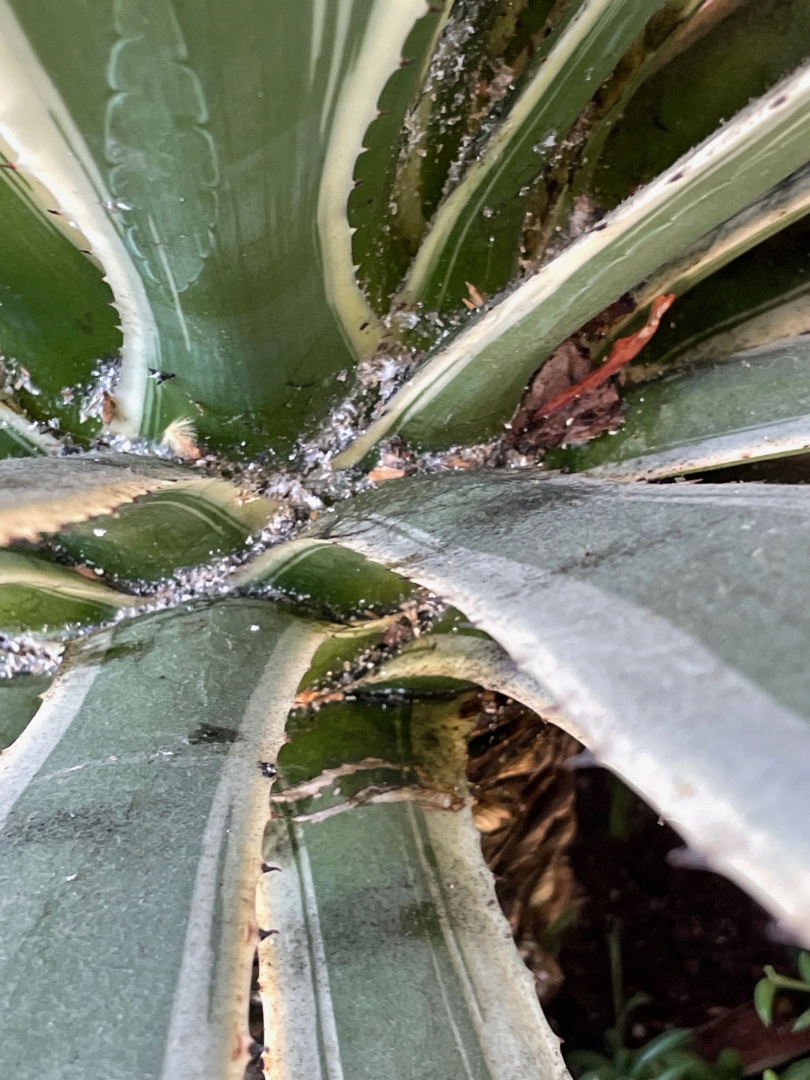 Agave detail